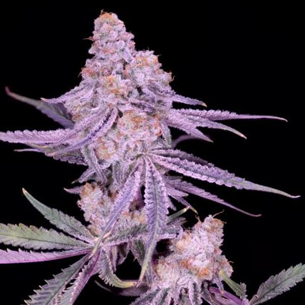 Winter Sunset #4 Seed > Sacred terps | Feminized Cannabis   |  Hybrid